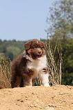 BERGER AUSTRALIEN PUPPIES 075